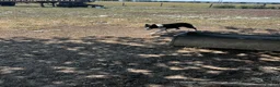 Border Collie dogs for sale: ‘Lass’ ISDS registered Border collie for sale  - Advert 3