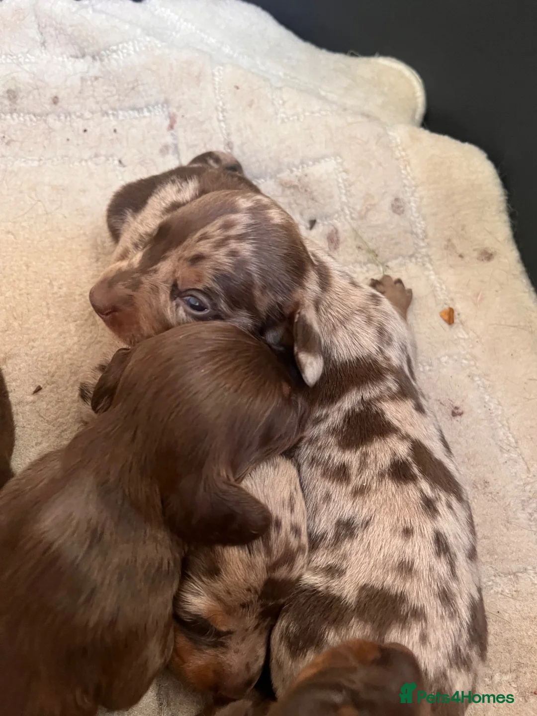 Dachshund dogs for sale: Stunning Dachshunds  - Advert 2