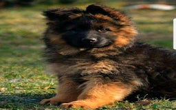 German Shepherd dogs for sale: TOP QUALITY LINES GSD PUPS AVAILABLE NOW - Image 6