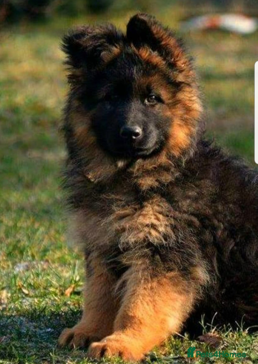 German Shepherd dogs for sale: TOP QUALITY LINES GSD PUPS AVAILABLE NOW - Image 6
