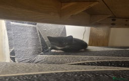 British Longhair cats for sale: 3 beautiful kittens  - Advert 5