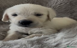 Golden Retriever dogs for sale: KC REGISTERED GOLDEN RETRIEVER PUPS - Image 3