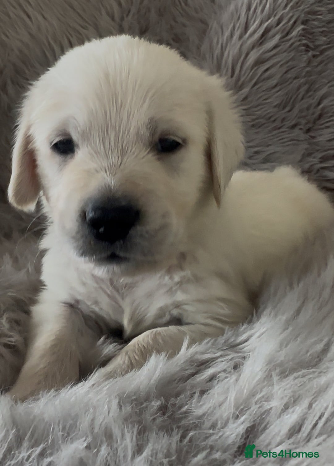 Golden Retriever dogs for sale: KC REGISTERED GOLDEN RETRIEVER PUPS - Image 3