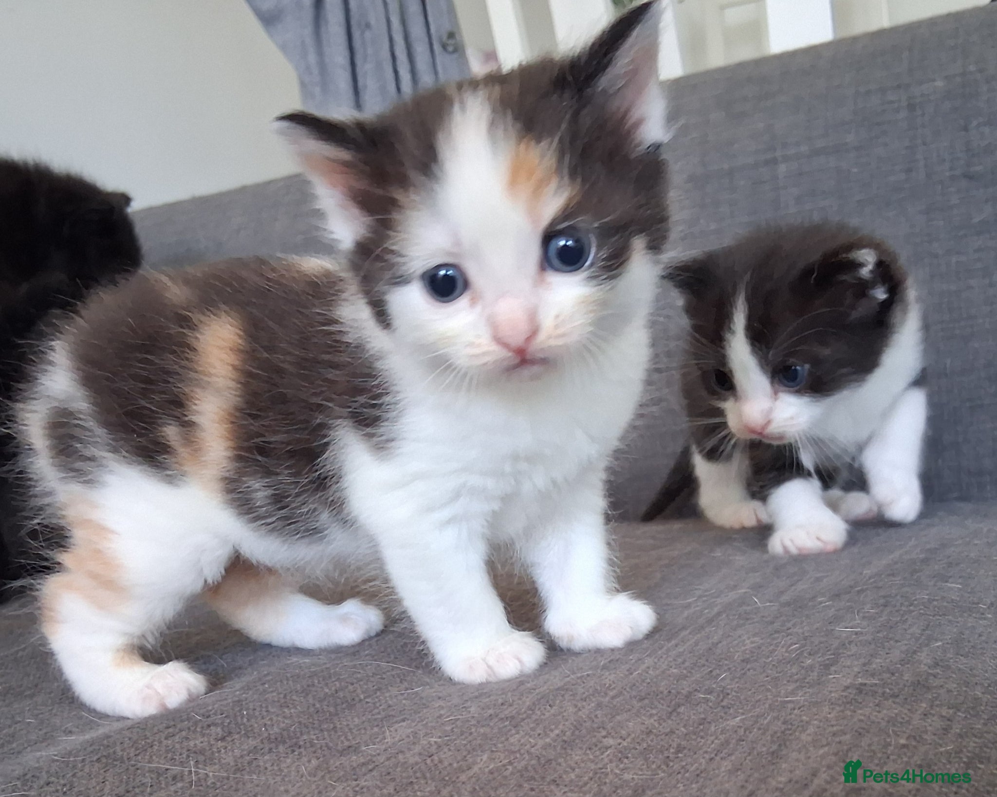 Maine Coon cats Fluffy Ragdoll x Maine Coon Kittens Available Soon - Advert 1