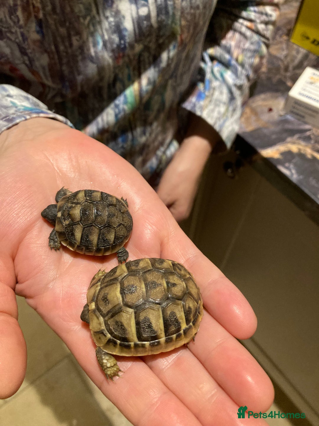 Hermann Tortoise reptiles for sale: Baby Hermanns tortoises  - Advert 5