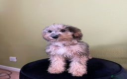 Goldendoodle dogs for sale: 🐶 Stunning goldendoodle puppies 🐶 - Image 1