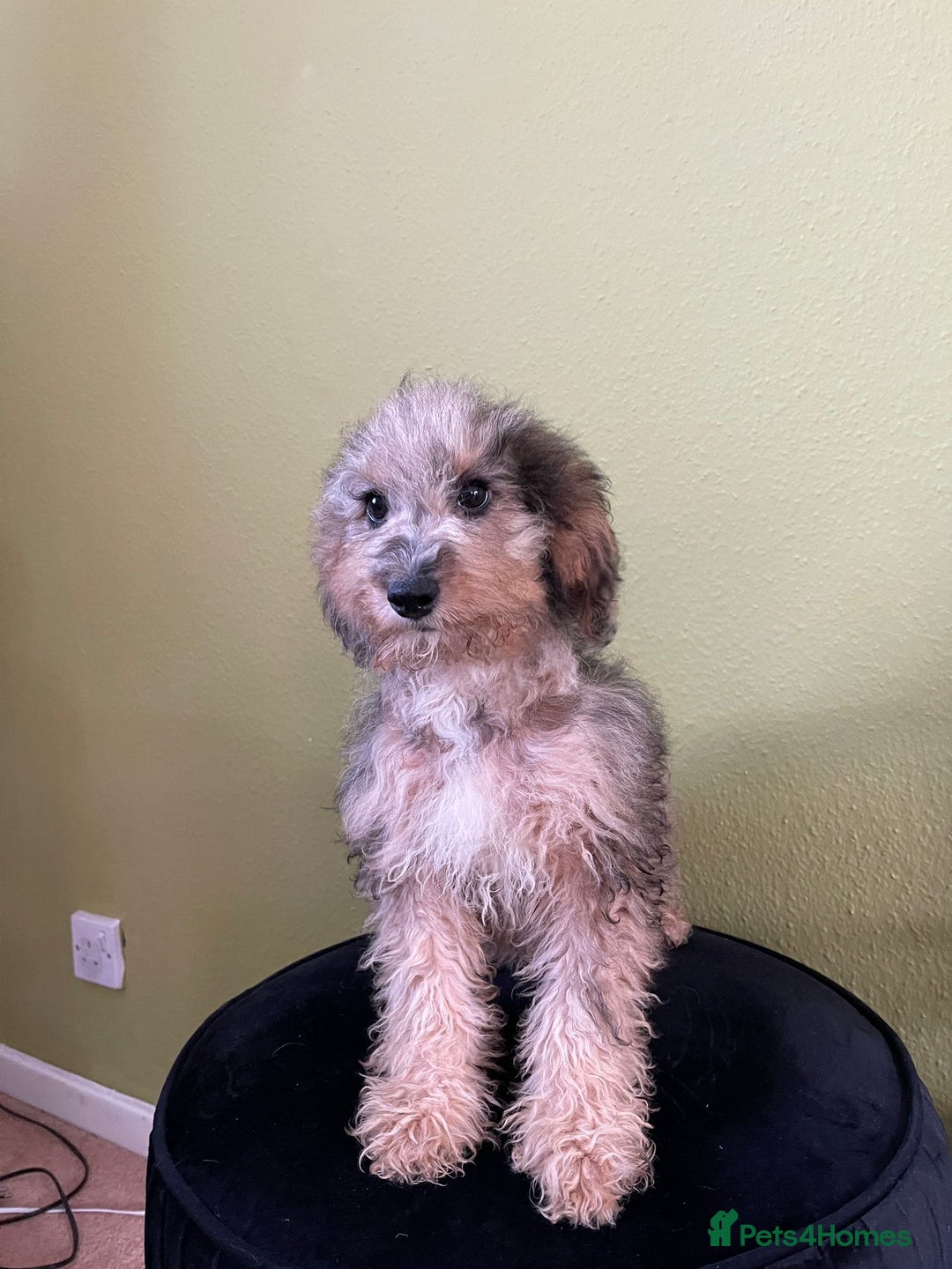 Goldendoodle dogs for sale: 🐶 Stunning goldendoodle puppies 🐶 - Image 1