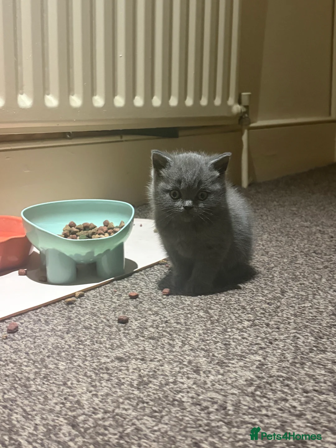 British Shorthair cats for sale: Cute and cuddly British Shorthaired kittens  - Advert 5