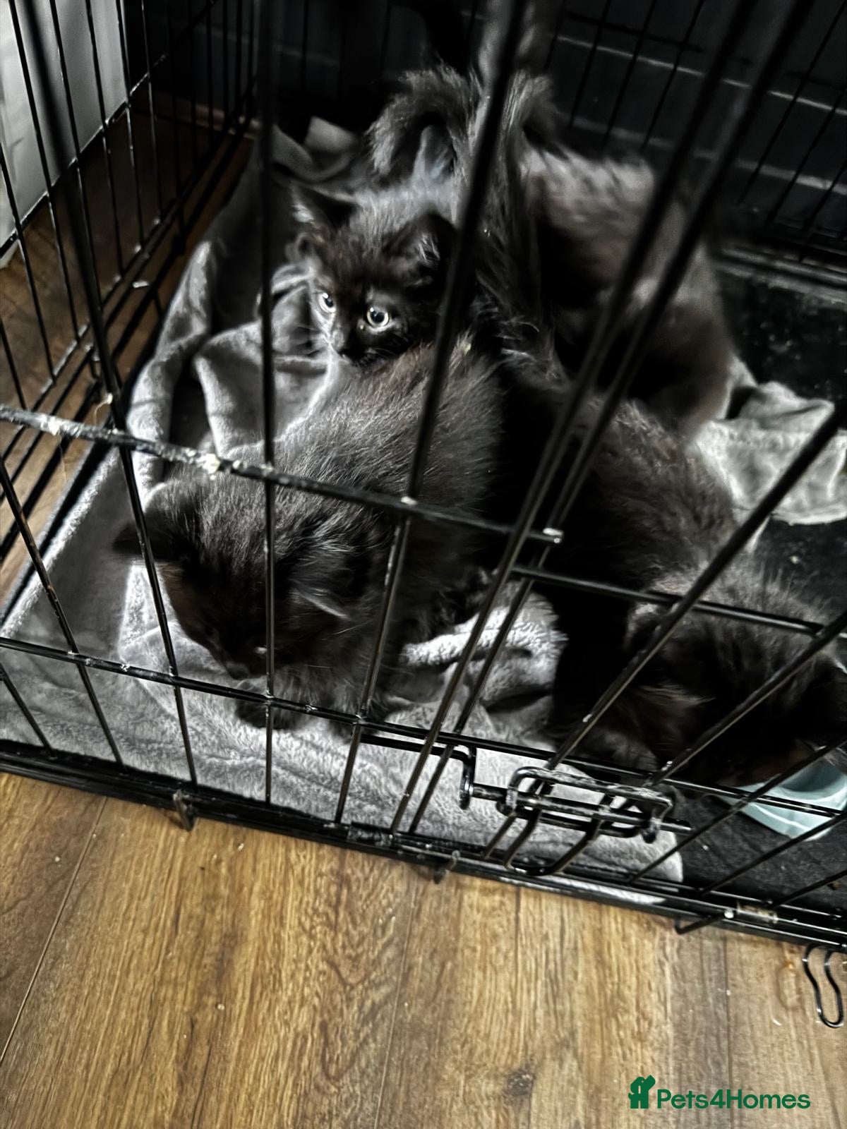 Ragdoll cats Ragdoll x British short hair kittens - Advert 3