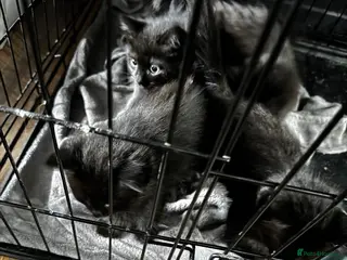 Ragdoll cats Ragdoll x British short hair kittens - Advert 3