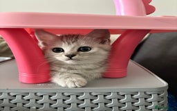 Mixed Breed cats for sale: Persian Chinchilla and British Shorthair  - Image 9