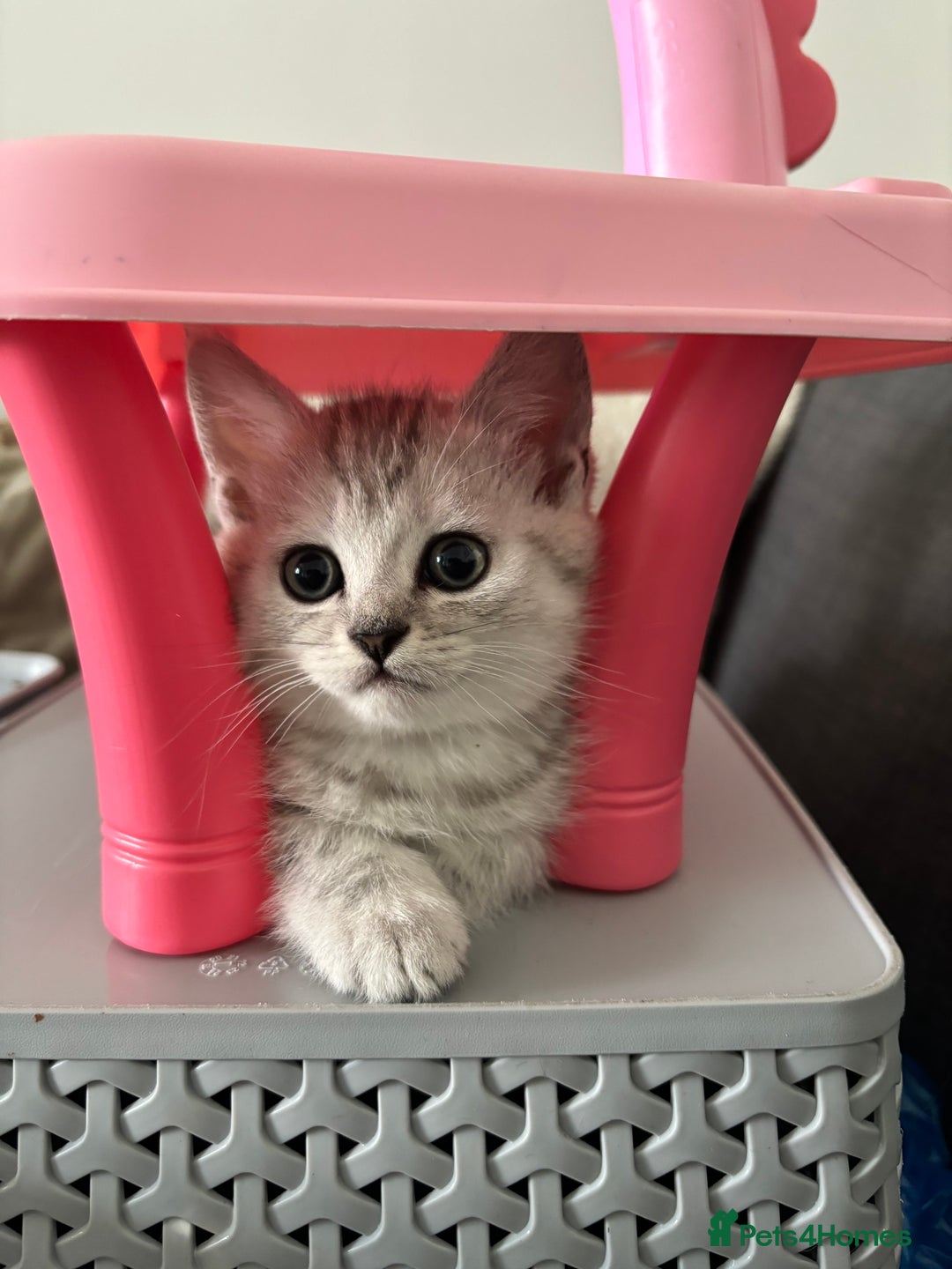 Mixed Breed cats for sale: Persian Chinchilla and British Shorthair  - Image 9