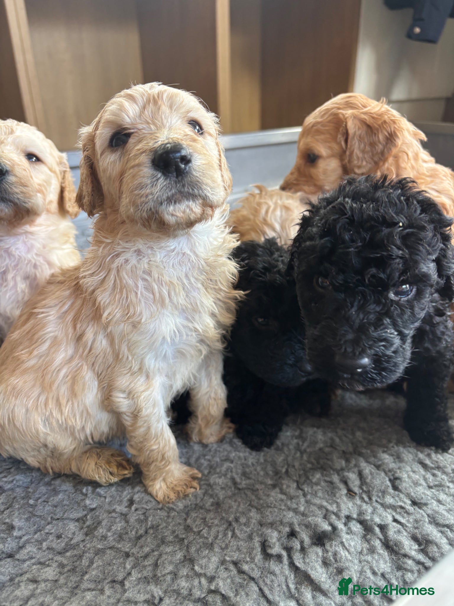 Goldendoodle dogs Beautiful Goldendoodles - Advert 2