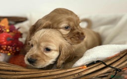 Cocker Spaniel dogs for sale: Cocker spaniel puppies - Image 2