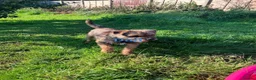 Border Terrier dogs for sale: Border Terrier Puppies Slem Clear - Advert 2