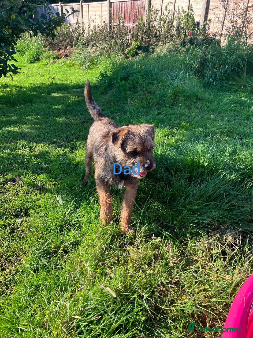 Border Terrier dogs for sale: Border Terrier Puppies Slem Clear - Advert 2