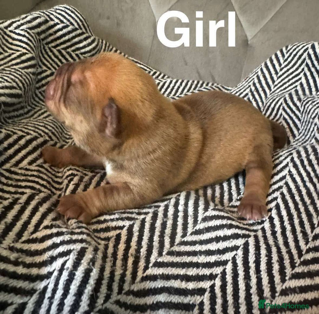 Mixed Breed dogs for sale: Bullpei puppies  - Image 4