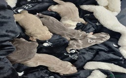 American Bully dogs for stud: PROVEN BLUE MERLE EXTREME POCKET BULLY in Redditch - Advert 3