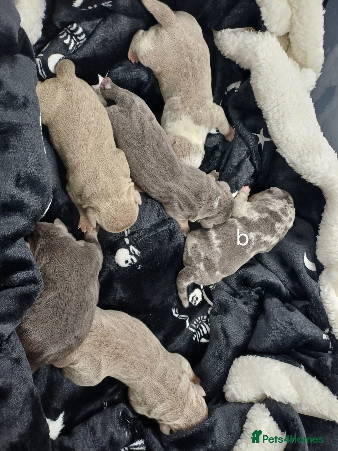 American Bully dogs for stud: PROVEN BLUE MERLE EXTREME POCKET BULLY in Redditch - Advert 3