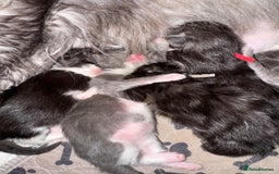 Maine Coon cats for sale: Mainecoons kittens Xl pedigree - Image 19