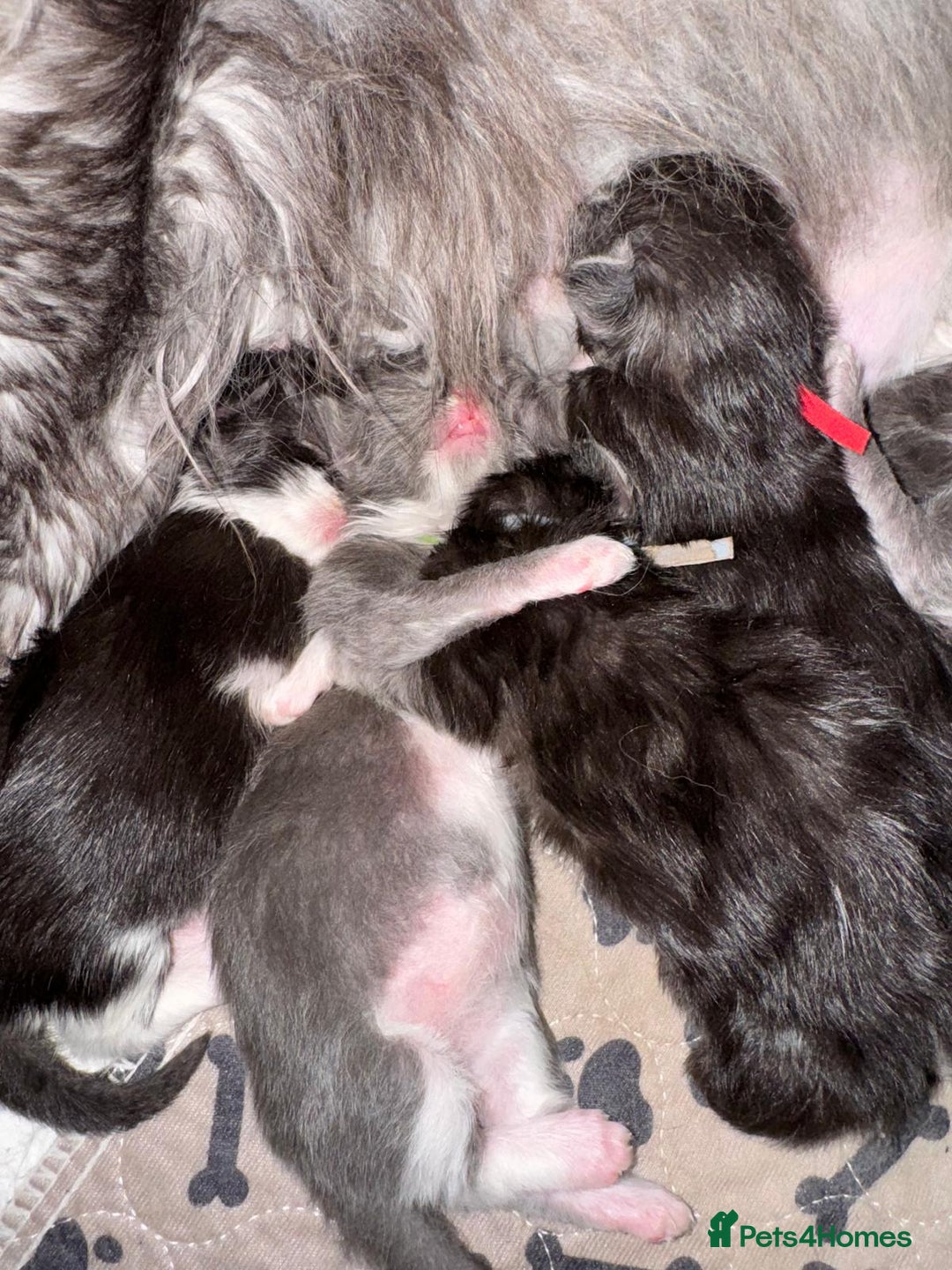 Maine Coon cats for sale: Mainecoons kittens Xl pedigree - Image 19