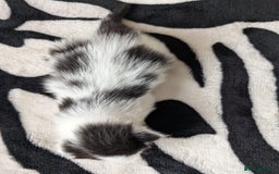 Mixed Breed cats for sale: Kittens  - Image 15
