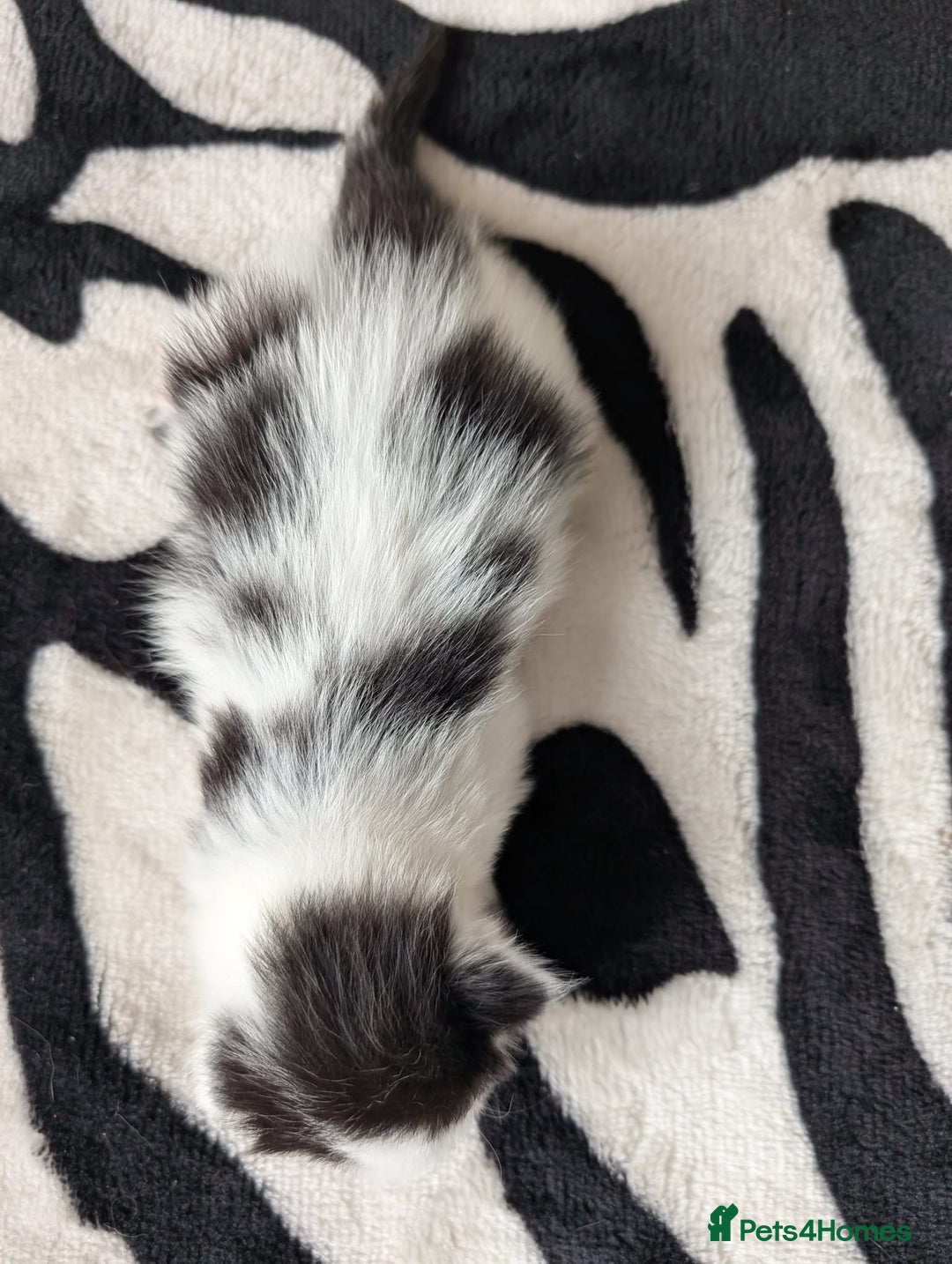 Mixed Breed cats for sale: Kittens  - Image 15