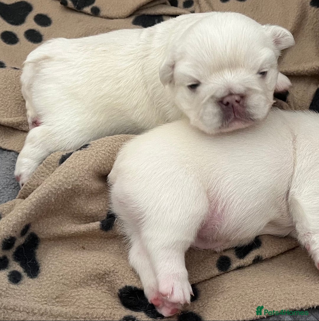 French Bulldog dogs for sale: Fluffy French Bulldogs - Image 3