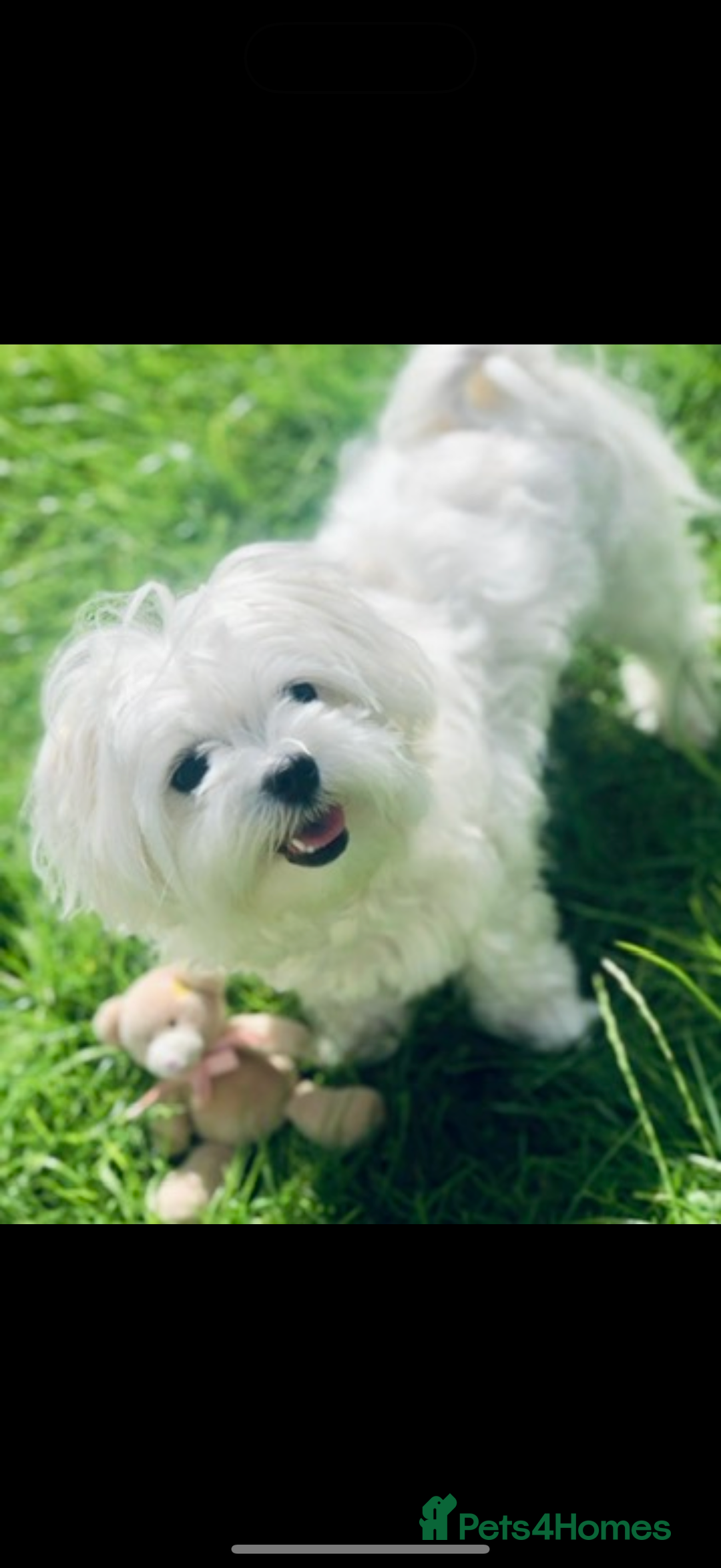 Maltipoo dogs for sale: 🧸 Incredible Teddy Bear TINY F1 Asian Maltipoo 🧸 - Advert 4