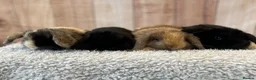 Mini Lop rabbits for sale: 🐰Gorgeous mini lops🐰 - Advert 1