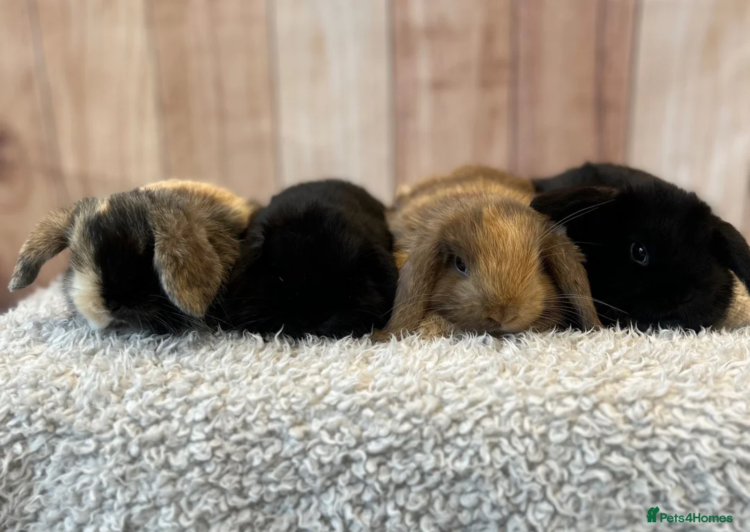 Mini Lop rabbits for sale: 🐰Gorgeous mini lops🐰 - Advert 1