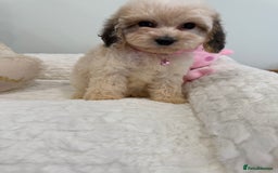 Cockapoo dogs for sale: Stunning sable, roan, parti f1. Full dna clear  - Image 16