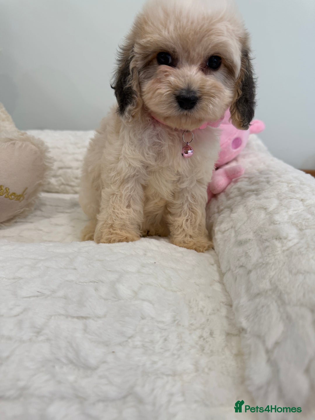 Cockapoo dogs for sale: Stunning sable, roan, parti f1. Full dna clear  - Image 16