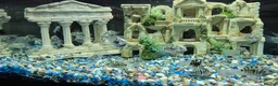 Cichlids fish for sale: Polar blue parrots in Aylesbury - Advert 6