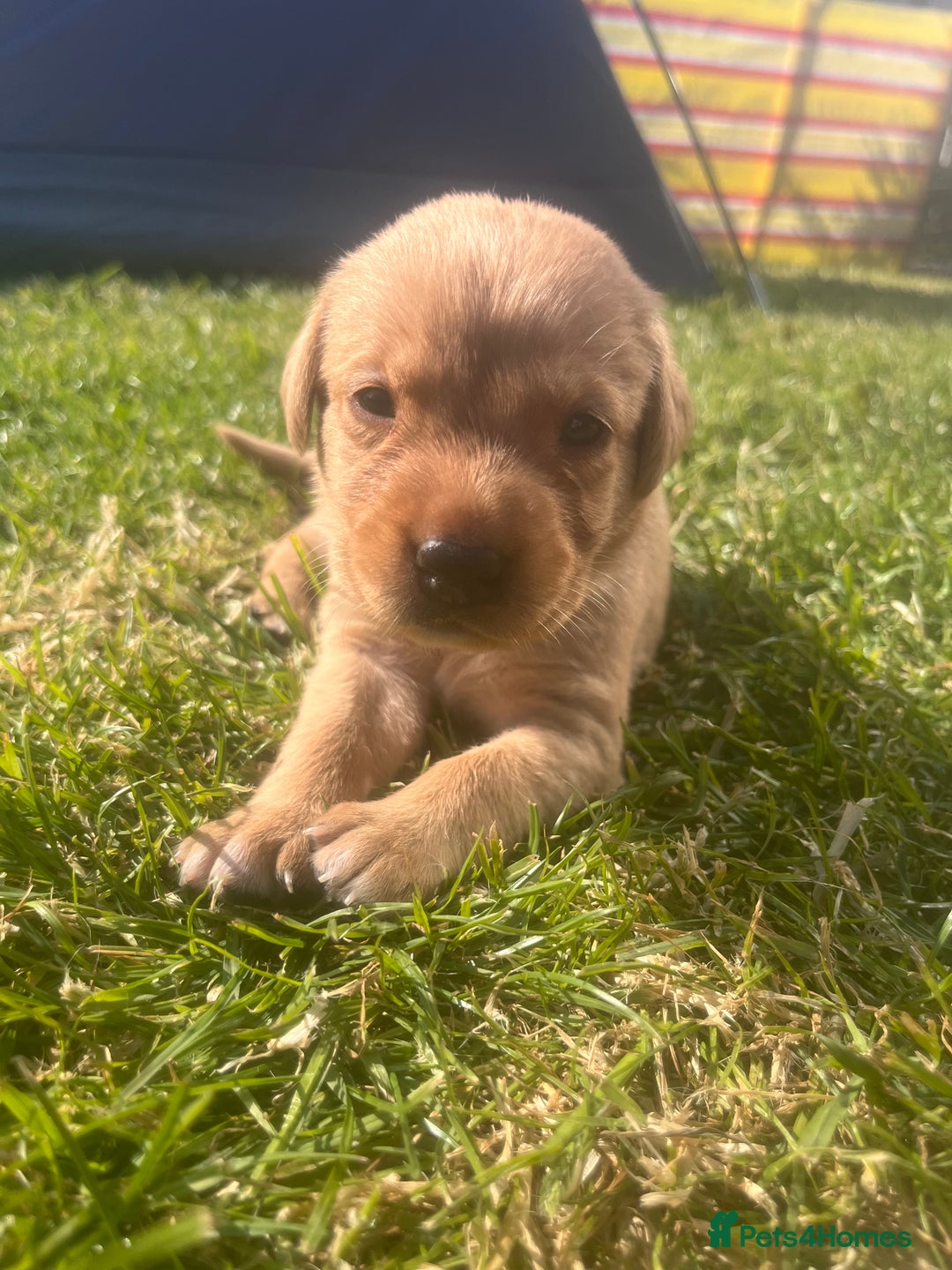 Labrador Retriever dogs for sale: Fox Red pedigree Labradors in Pwllheli - Image 5