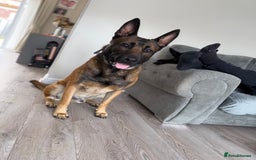 Belgian Shepherd Dog dogs for stud: Loki - BLUR CARRIER!! STUD MALE - Image 2