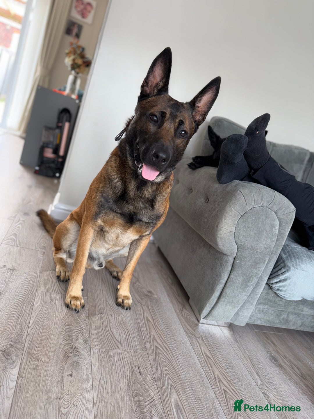 Belgian Shepherd Dog dogs for stud: Loki - BLUR CARRIER!! STUD MALE - Image 2