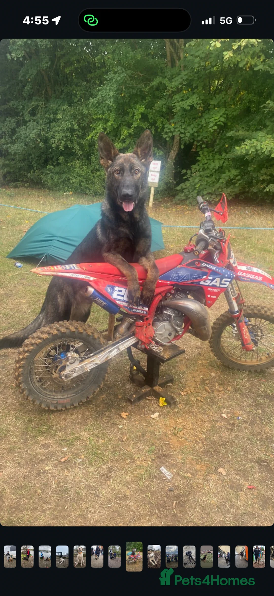 German Shepherd dogs for sale: Alfie – Elite Family Protection Dog in Rochester - Advert 2