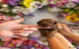 Cavapoo dogs for sale: STUNNING DEEP RED CAVAPOO PUPPIES  - Image 2