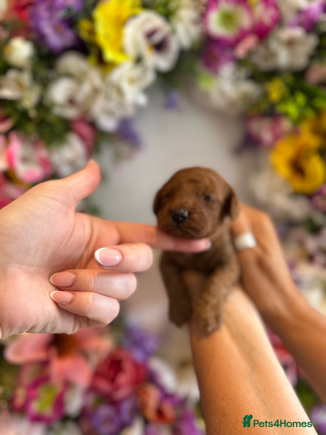 Cavapoo dogs for sale: STUNNING DEEP RED CAVAPOO PUPPIES  - Image 2
