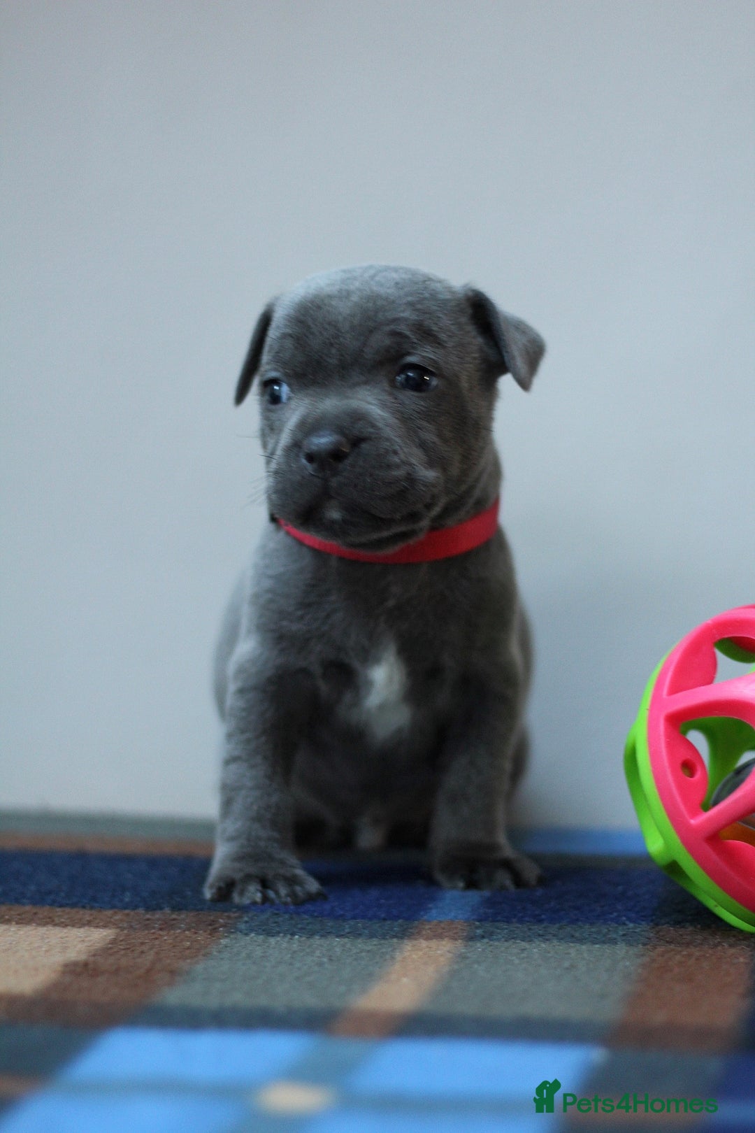 Staffordshire Bull Terrier dogs for sale: SBT CHAMPION BLOODLINE FURY & CLEO - Advert 10