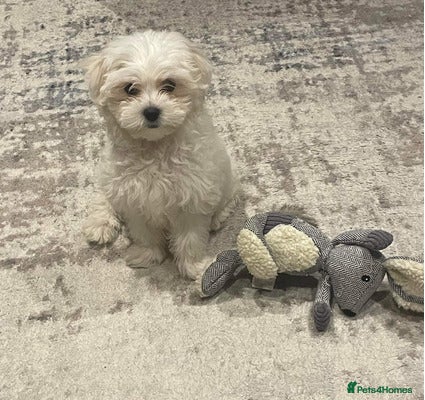 Maltese dogs Outstanding maltese - Advert 2