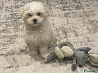 Maltese dogs Outstanding maltese - Advert 2