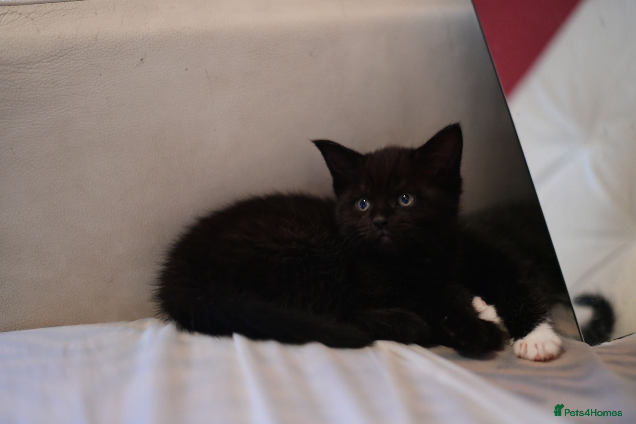 Mixed Breed cats Beautiful Black Female Kitten - Advert 2