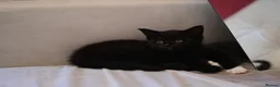 Mixed Breed cats for sale: Beautiful Black Female Kitten - Advert 1