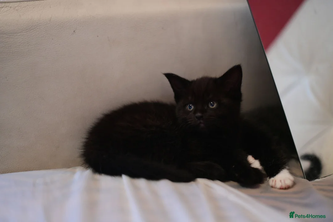 Mixed Breed cats for sale: Beautiful Black Female Kitten - Advert 1