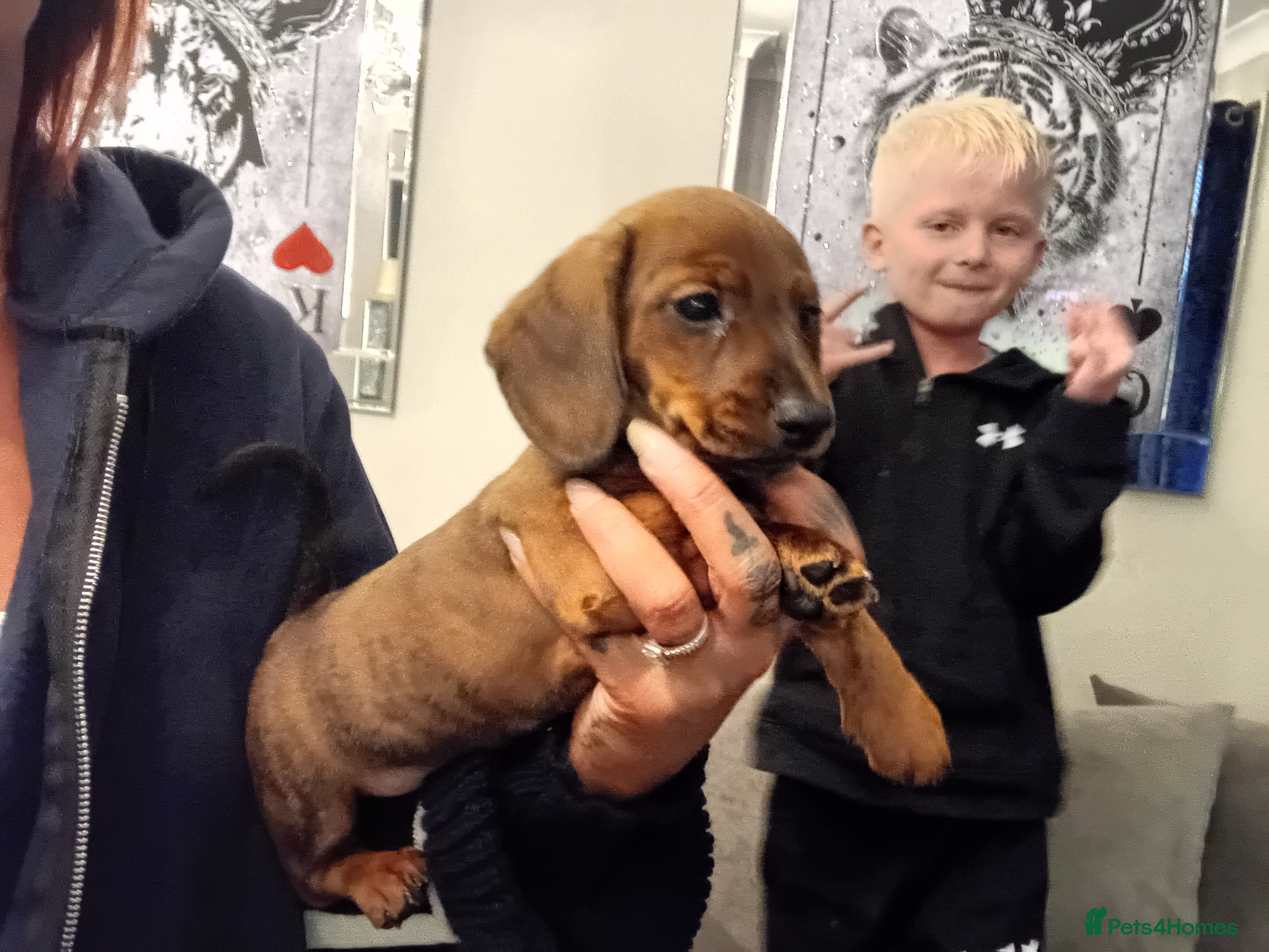 Miniature Dachshund dogs Our pick of the litter needs her forever 🏡 - Advert 4