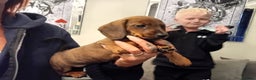 Miniature Dachshund dogs for sale: Our pick of the litter needs her forever 🏡 - Advert 1