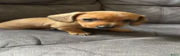 Miniature Dachshund dogs for sale: miniature dachshund pups 1 male and 1 female in Perth - Advert 5