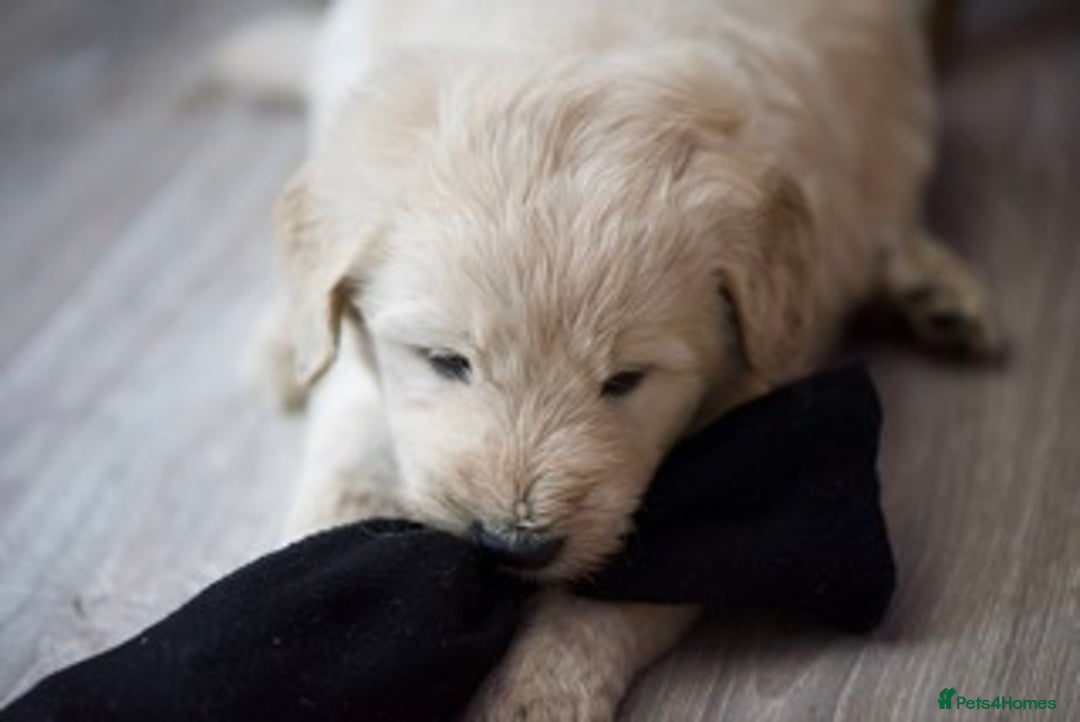 Goldendoodle dogs for sale: Only 2 left of Mela's Marvels F1Bs - Image 9